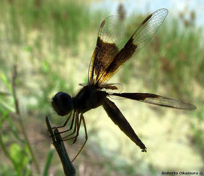 .:: Dragonfly's silhouette ::.