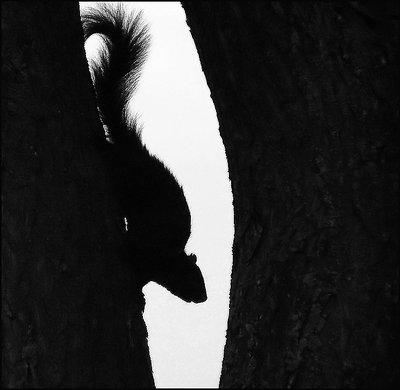 Skulking Squirrel