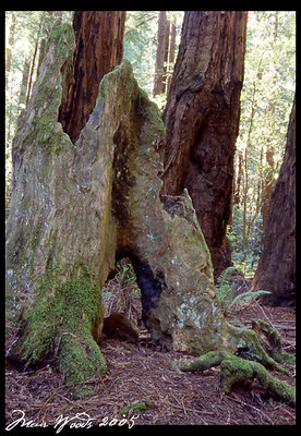 the redwood remains