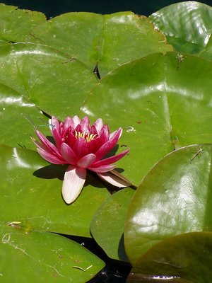 Lilly Pad