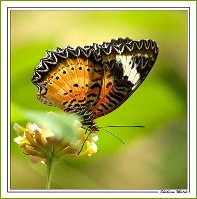 Another Butterfly