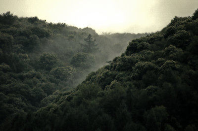 Nebbia sui Colli