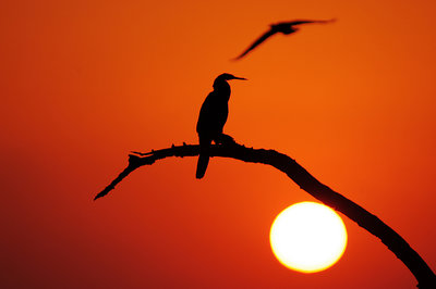 Cormorant Sunrise