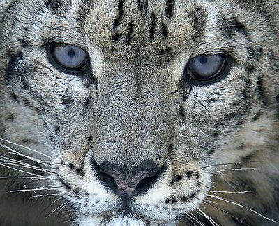 Snow Leopard