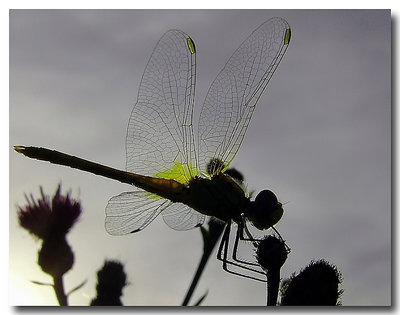 dragonfly in the sunset 2