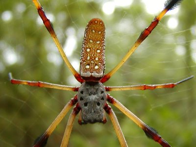 Golden Silk Spider