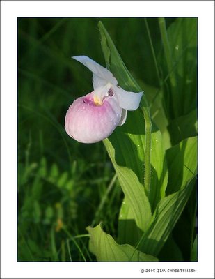 Lady Slipper