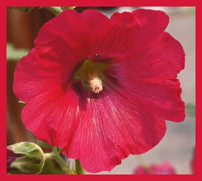 Hollyhock 2