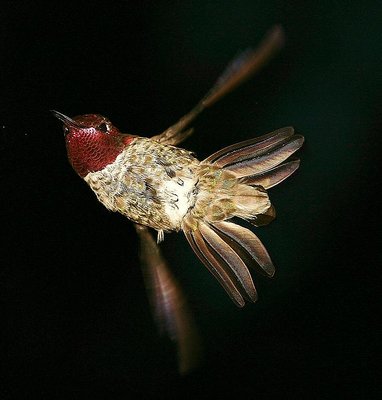 Male  Anna  Hummingbird