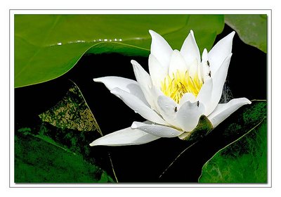 Water Lily and Flys
