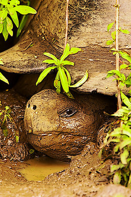 Galapagos Tortoise Photo Art