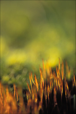 [fire]