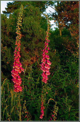 Foxgloves