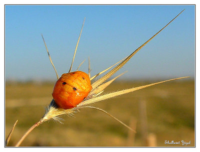 Orange bug