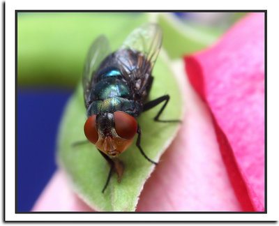 Musca Domestica