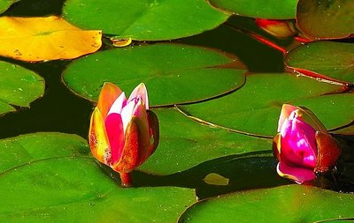 Water Lilies