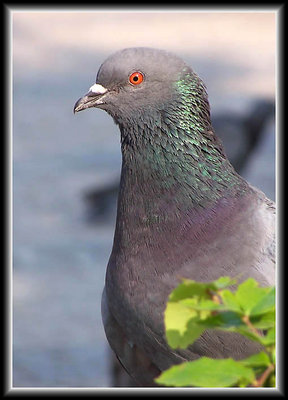 --Pigeon--