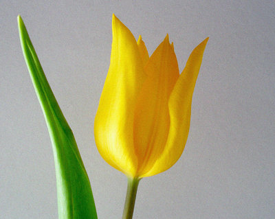 Tulip