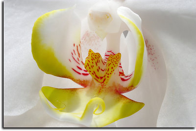 Uvula