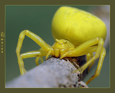 The yellow spider