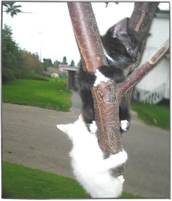 Cat Tree