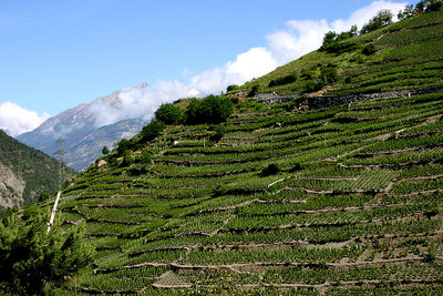highest vineyard of Europe