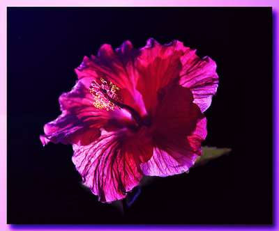 Hibiscus Redone