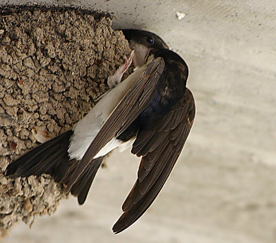 Mother swallow