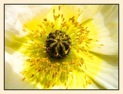 Poppy-heart