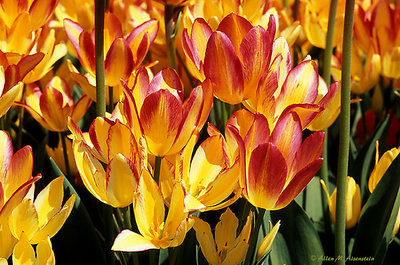 Tulips (s2191)