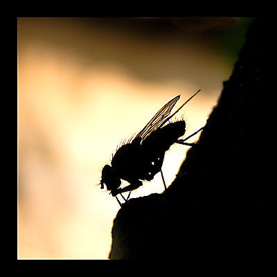 Thursty fly