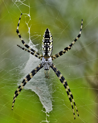 Backyard Spider
