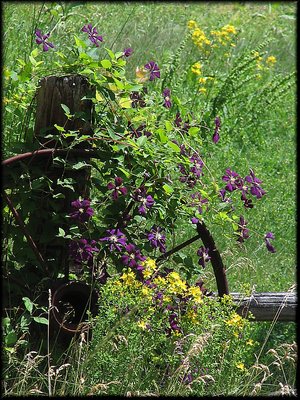 Wheel Garden