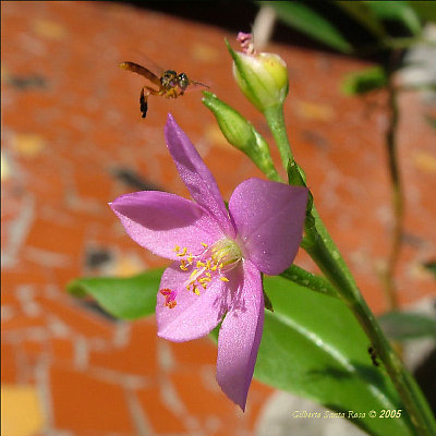 Wild, bee and flower (1)