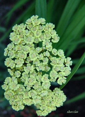 bouquets