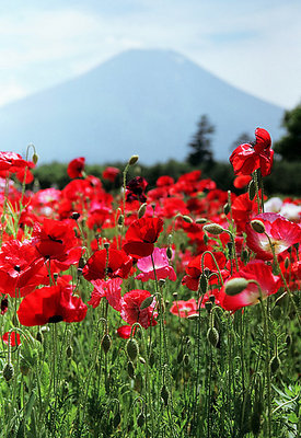 Poppies