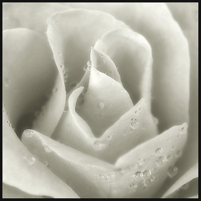 Dewy Rose.