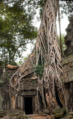 Tree House