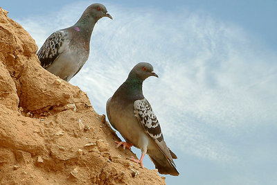 Pigeon