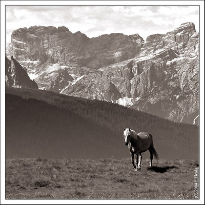 Solitary horse