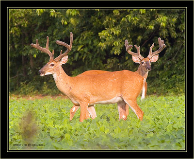 Two Headed 18Point Deer