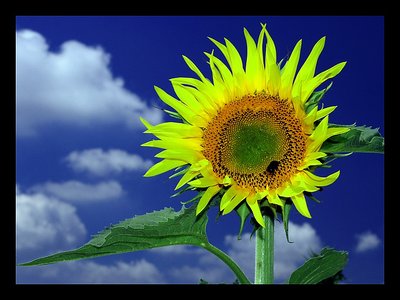 simply sunflower