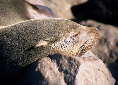 Baby Sea Lion