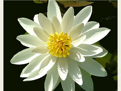 Fragrant White Water Lilly