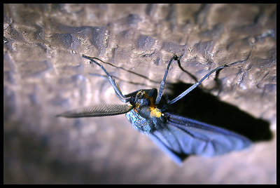 Blue Moth