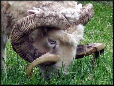 Eye on Ewe
