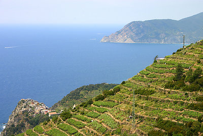 Coniglia vineyards