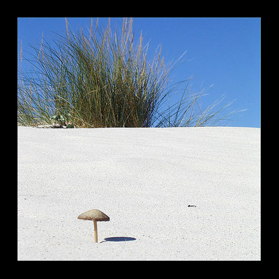 Mushroom at the beach