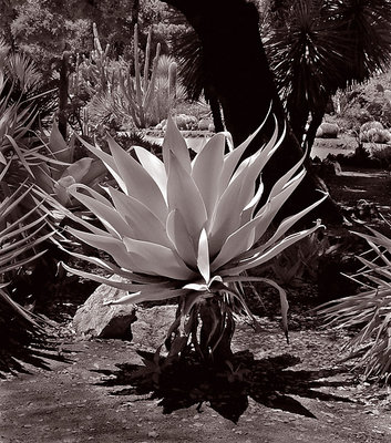 IR Agave