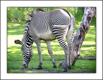 Zebra Re-post.
